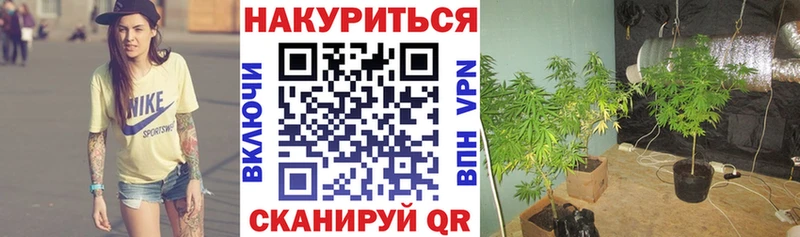 Шишки марихуана семена  как найти наркотики  Одинцово 